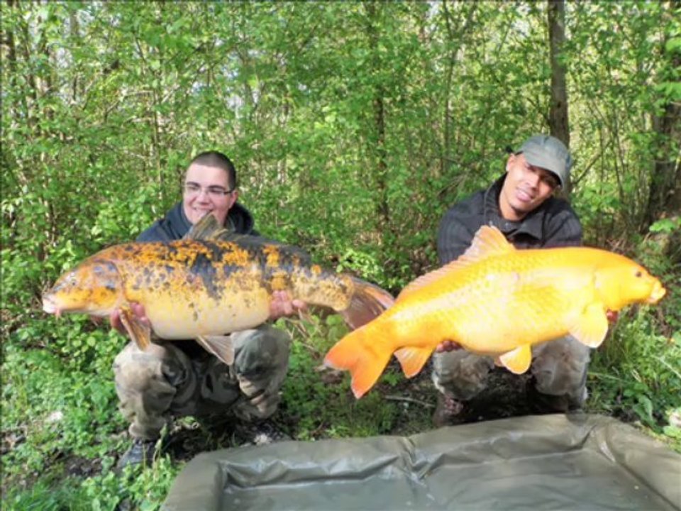 big carpe  session de psycophate avril 2012