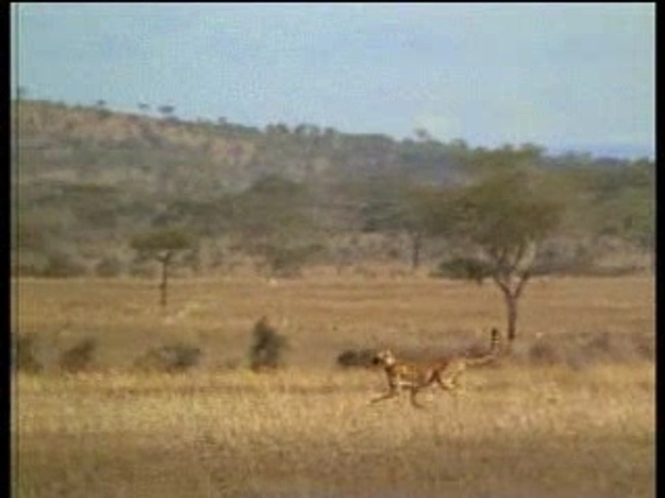 Charal - The race
