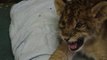 Cute Lion Cub Gives Us His Best Roar!! Can't imagine when he'll grow up...