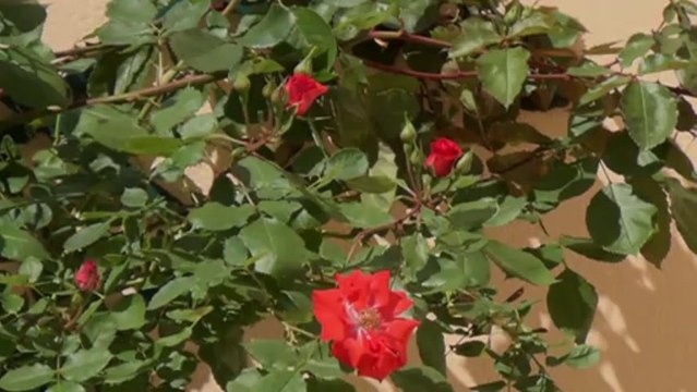 Chenôve Grds crus, beau RDJ - Agence CARREZ immobilier