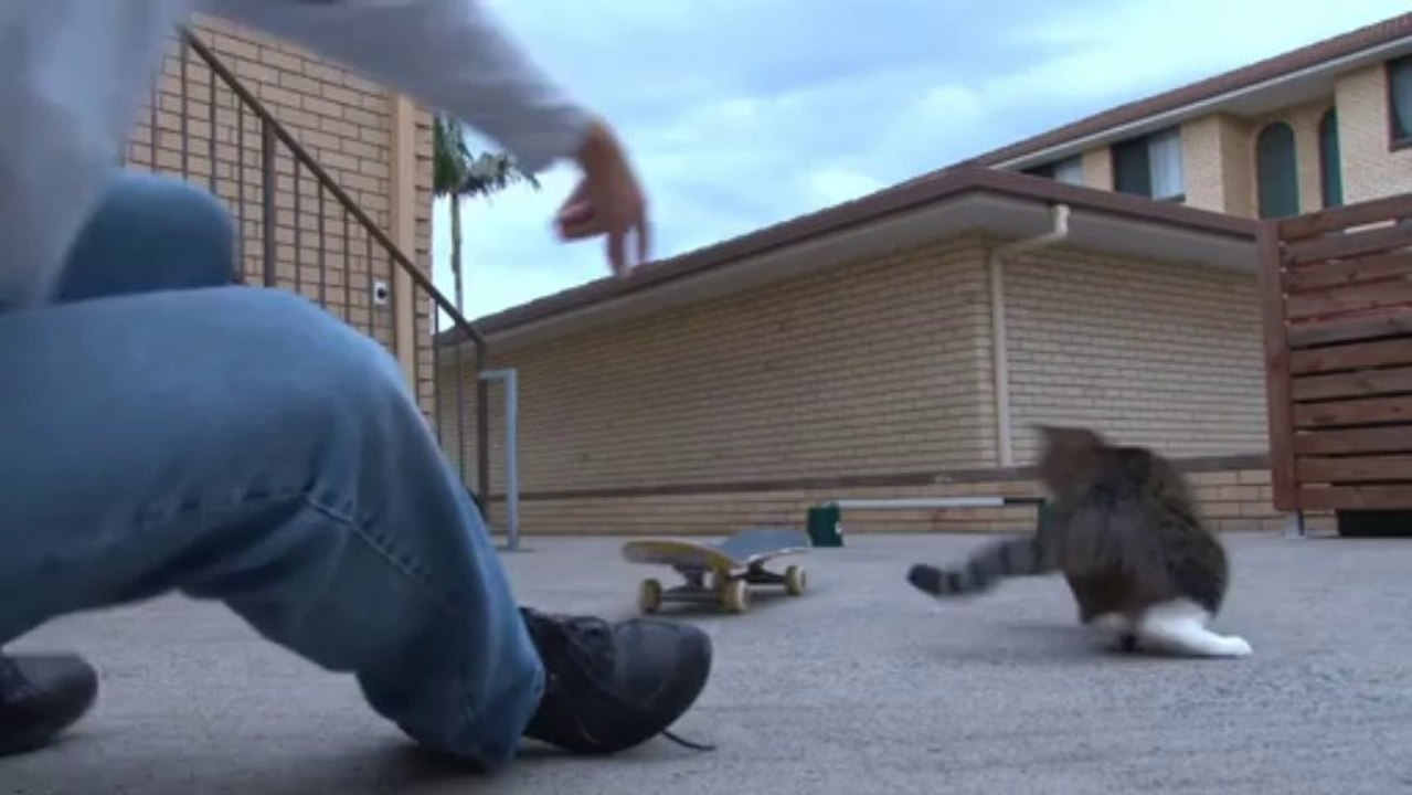 Un chat fait un hippy jump en skateboard