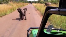 Elephant baby charging a jeep!! Funny little elephant trying to impress a safari group!