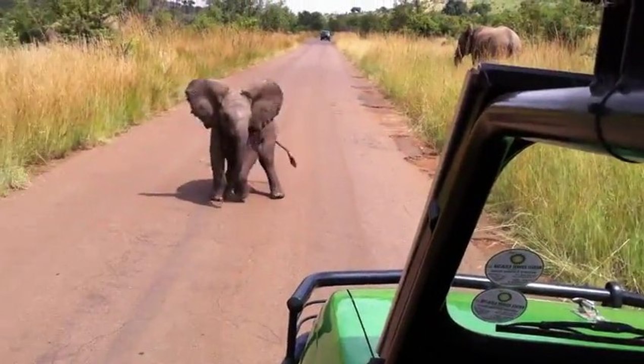 Un bébé éléphant qui charge une Jeep!! Trop mignon le ptit bout!!!