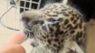 Le bébé léopard trop mignon qui mordille un doigt... J'en veux un!!
