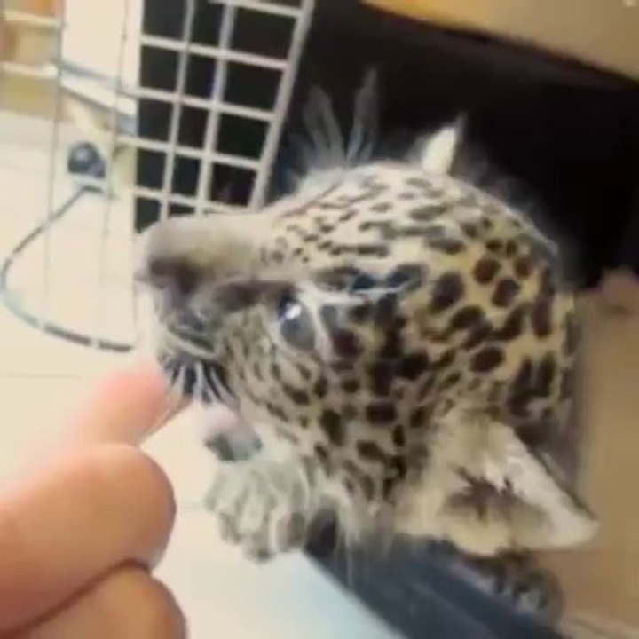 Le bébé léopard trop mignon qui mordille un doigt... J'en veux un!!