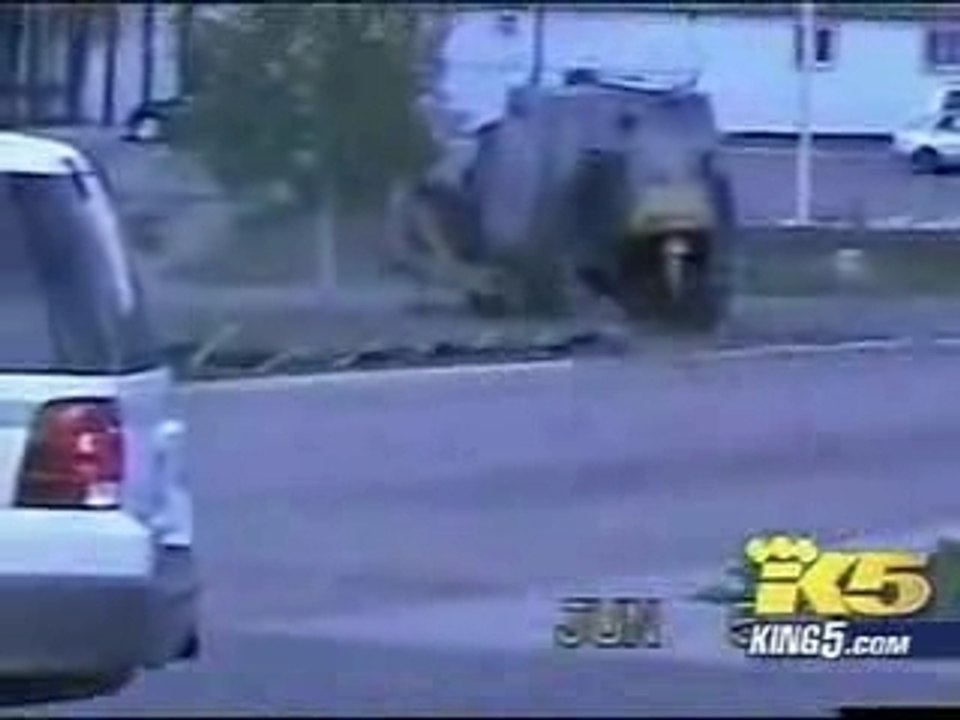 Reportage Killdozer