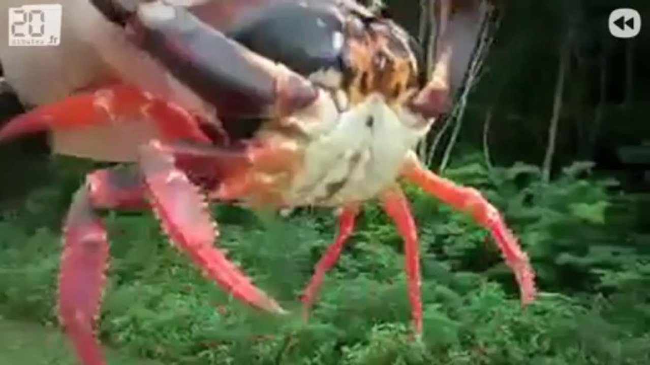 La pire douleur au monde