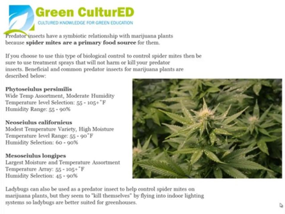 Issues With Spider Mites On Marijuana Plants?