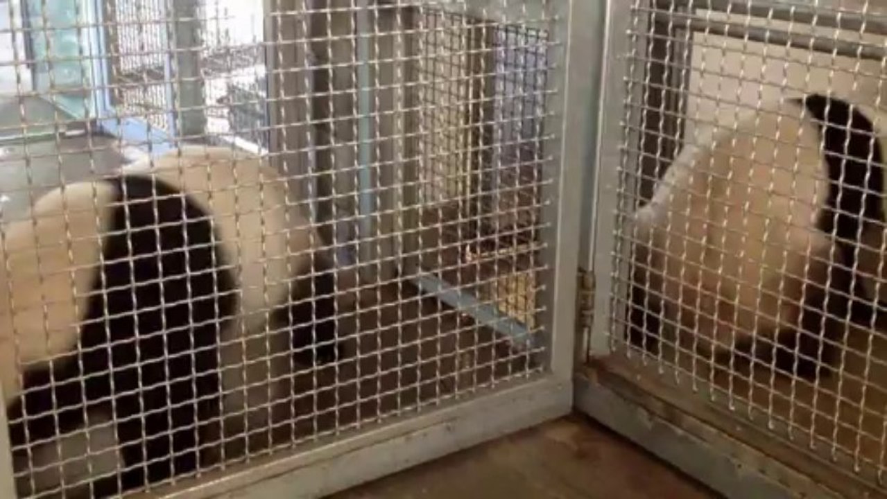 Panda se prepara para inseminação artificial