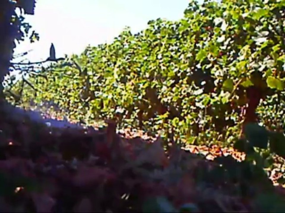 petard bison 1 vs bouteille vs fusées vs chaine 25 coups