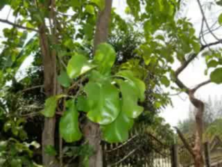 ดาว บ้านดอน รอรักใต้ต้นกระโดน