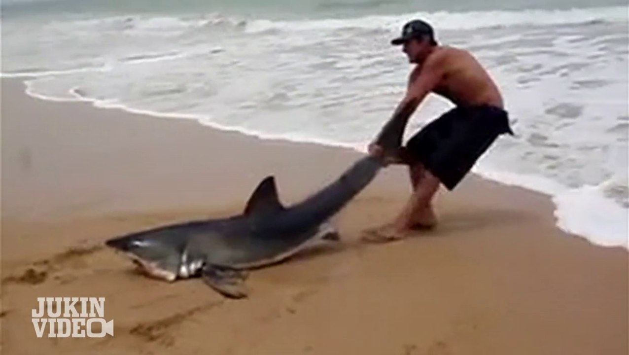 Top 5 Shark Encounters | #JukinTop5