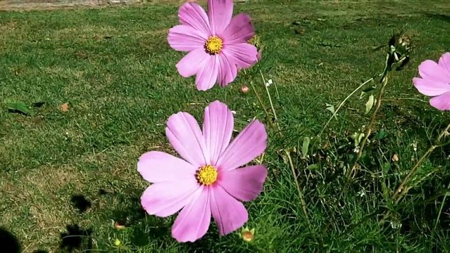 Balade sur les rives fleuries du Grand Morin