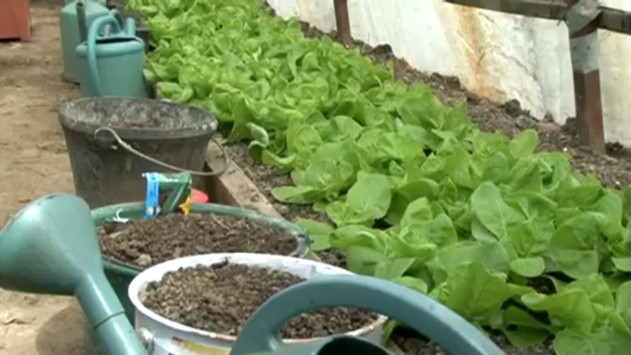 Des jardins familiaux mis à disposition gratuitement.