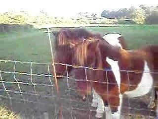 Les poneys trop mignons