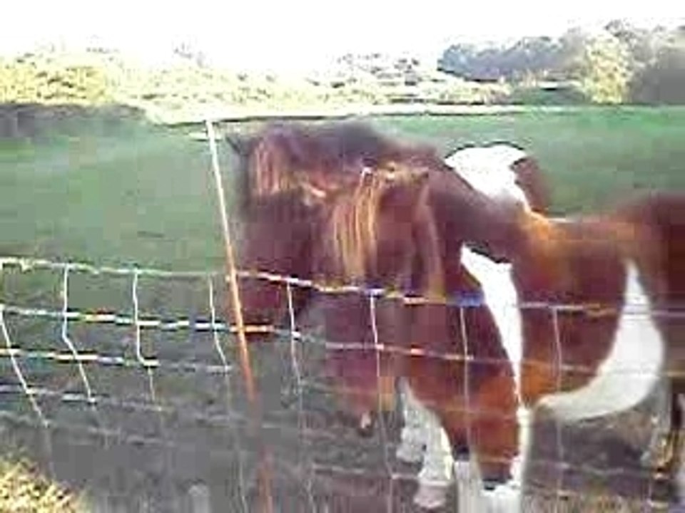 Les poneys trop mignons