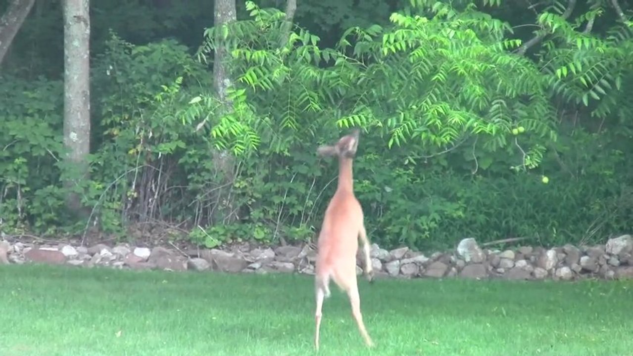Deer going nuts over the walnut tree