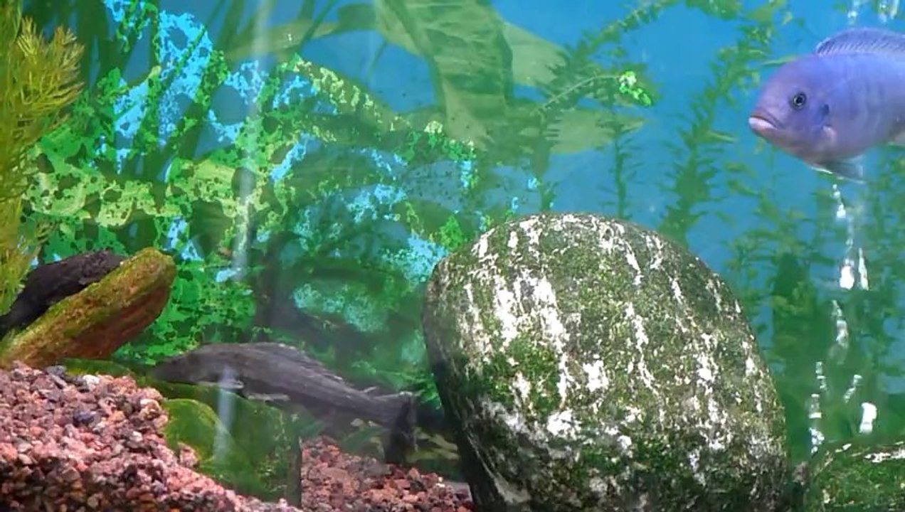 something fishy18