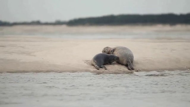 Sortie en pirogue en Baie de Somme à la découverte des phoques