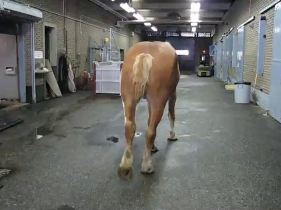 Cheval wobbler (ataxie)