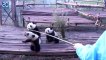 Les pandas de chengdu: le training des pandas