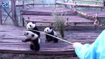 Les pandas de chengdu: le training des pandas