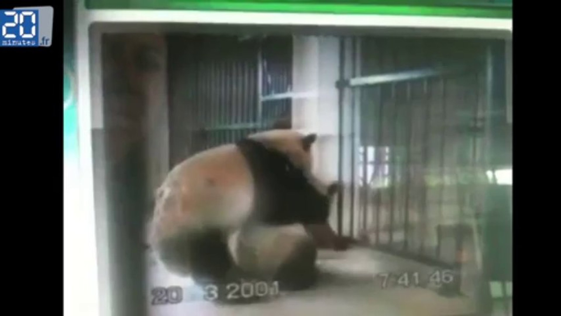 ⁣Du Panda porn pour les pandas de Chengdu