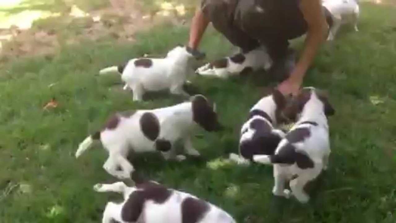 Nos petits Springers