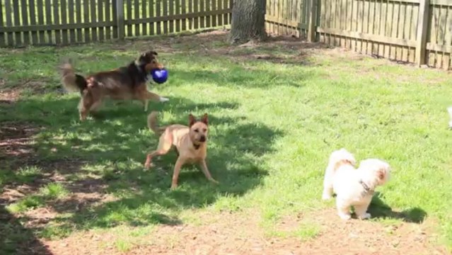 Miss Vivian's Bed and Biscuit, dog day care, pet sitting, an Indianapolis Kennel in Indiana