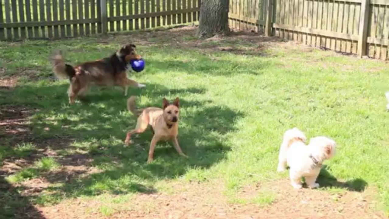 Miss Vivian's Bed and Biscuit, dog day care, pet sitting, an Indianapolis Kennel in Indiana