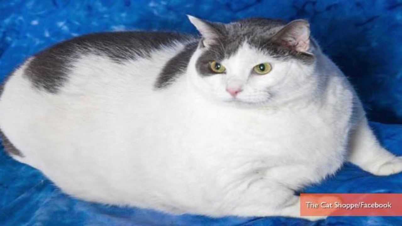 31-Pound Cat Ordered to Slim Down