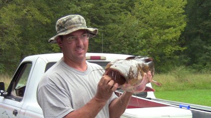 20 pound flathead caught on the Susquehanna