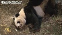 Accouplement de deux pandas géants du zoo de Tokyo - le 11/03/13