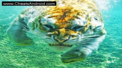 Top Eleven Football Manager Cheat Hack v1.35 [2013] [by AfterW0rld] [Mediafire]