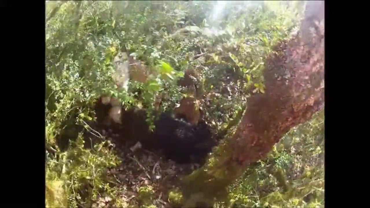 Chasse au sanglier. Ferme.