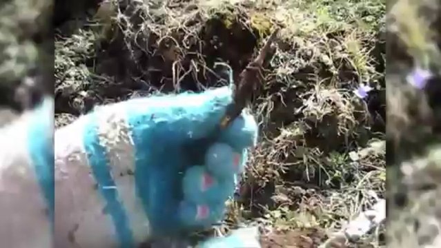 Les Népalais à la recherche du «Viagra de l’Himalaya»