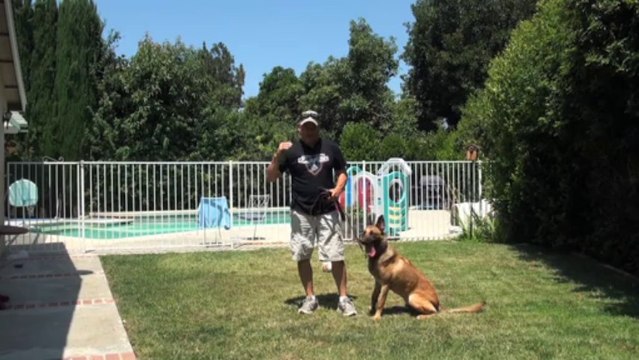 Training the Sit Stay with Distractions