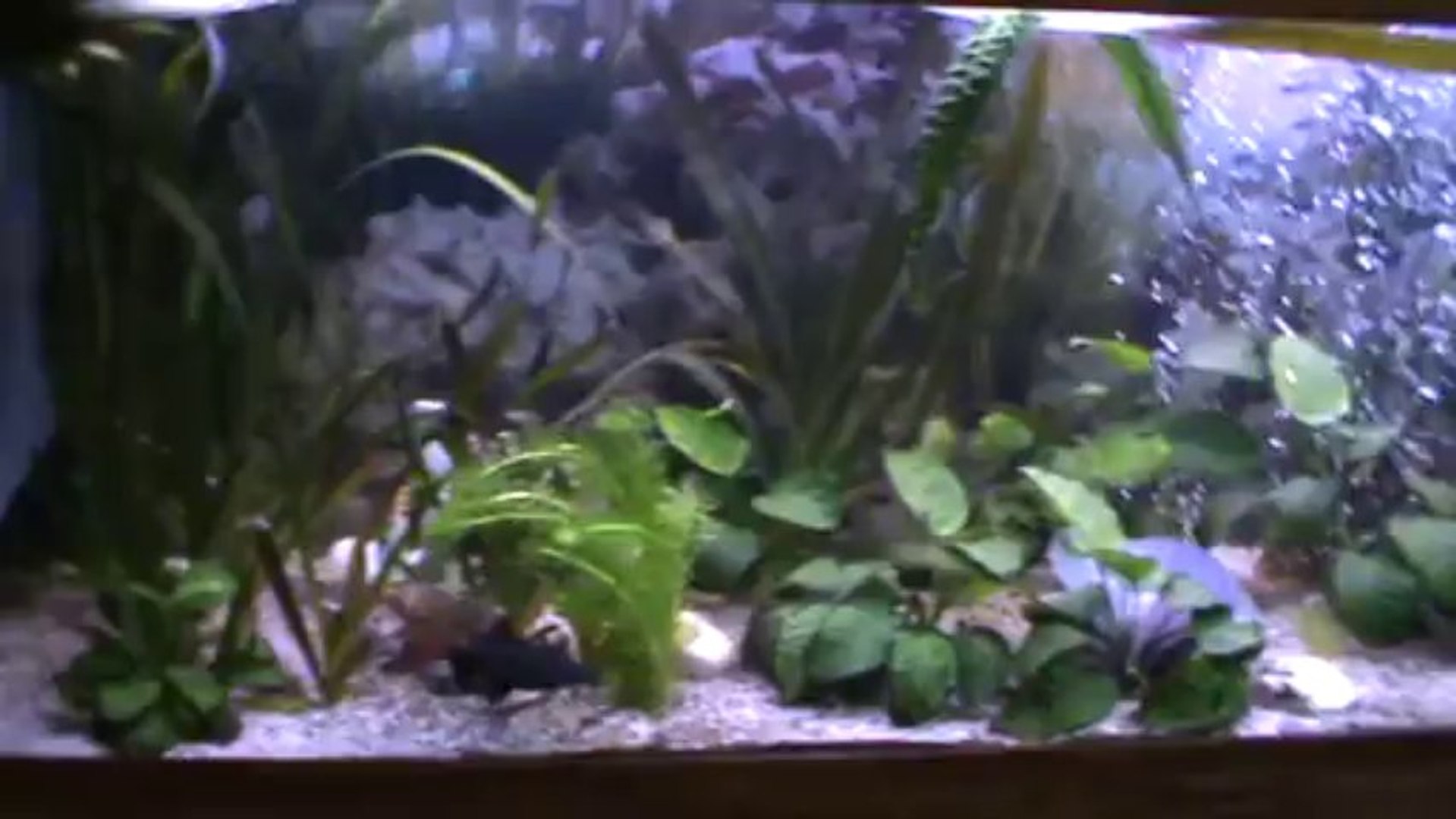 ⁣Notre aquarium