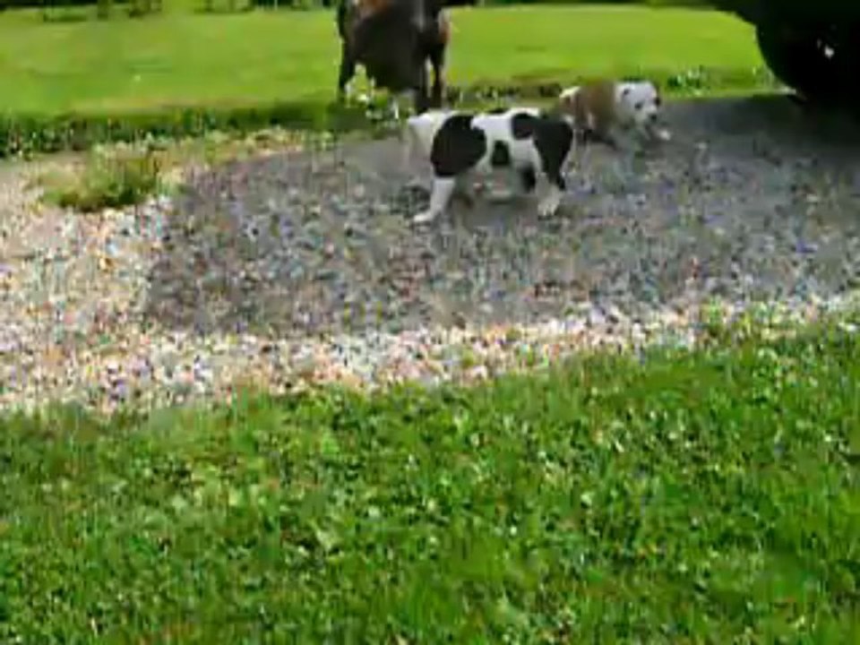 vidéo du 09.08.2013 des B.B à 6 semaines ...