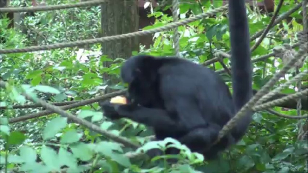 Zoo Amneville - Primates