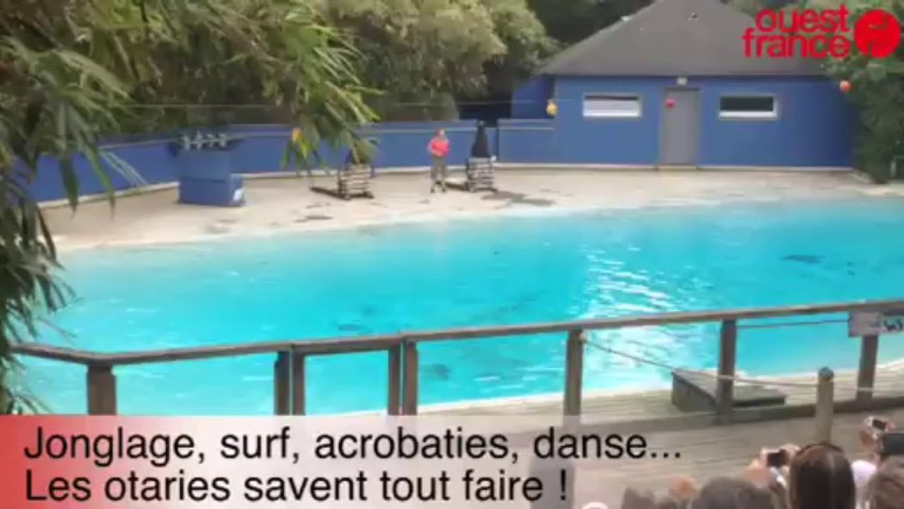 Les otaries du zoo - Les otaries du zoo