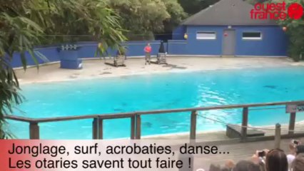 Les otaries du zoo - Les otaries du zoo