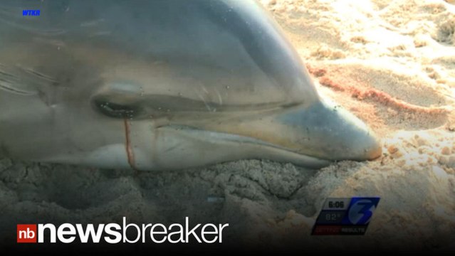 DOLPHINS DYING: Authorities ‘Alarmed’ at Mounting Deaths