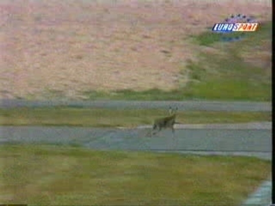 animaux-video-0006