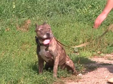 Собака - друг человека