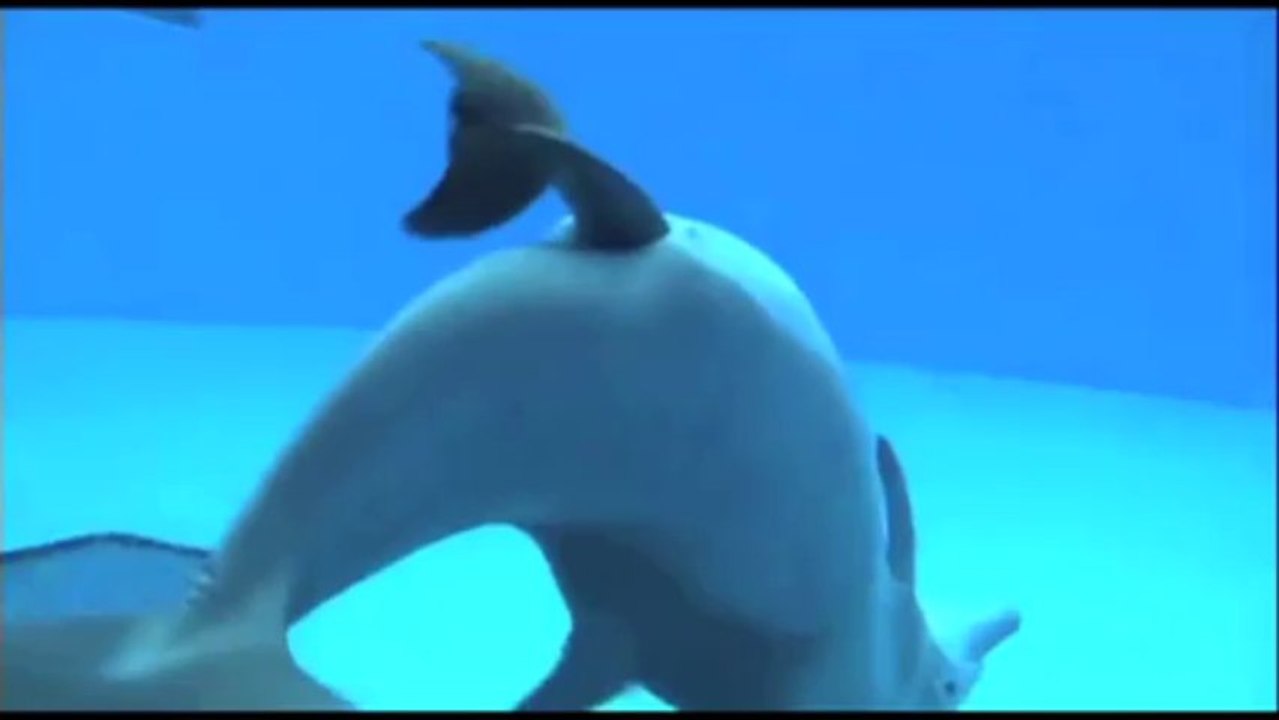 La naissance d'un bébé dauphin filmée sous l'eau