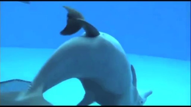 La naissance d'un bébé dauphin filmée sous l'eau