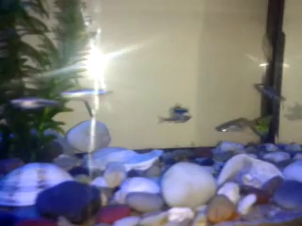 Lepistes,zebra,moli,kılıçkuyruk,neon ve bitki akvaryumu