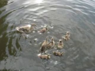 Canetons et leur maman