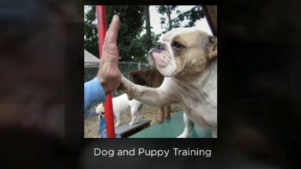 Dog Training, Dog Boarding, Puppy Training, Grooming, Kennel | Perfect Pooch